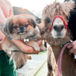 mira mountain resort alpaca